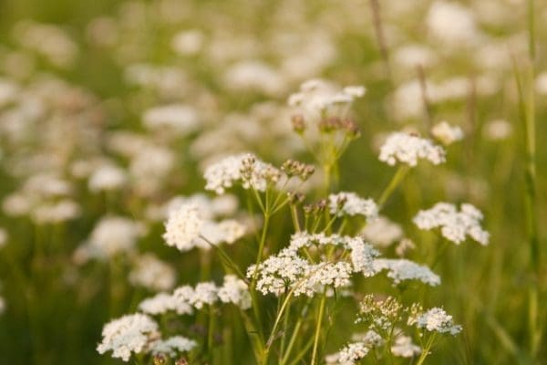 Pignut and Chimney-Sweepers