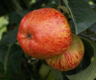 ‘A’ is for Apple
