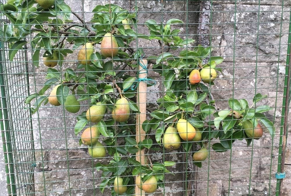 WANTED: Partridge for a Pear Tree