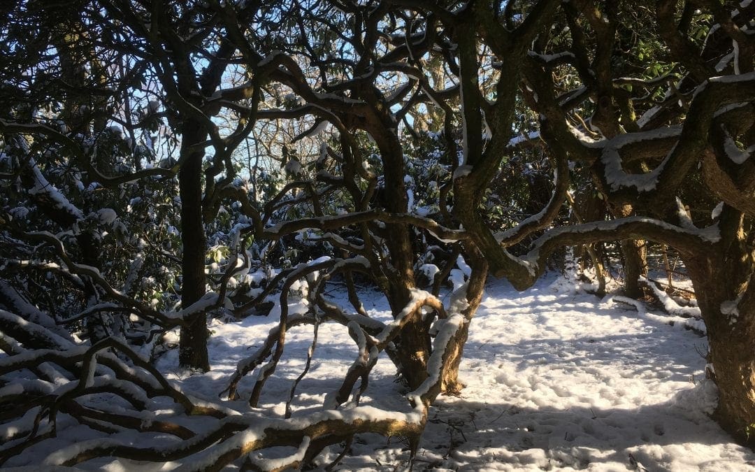 “If February give much snow, a fine summer it doth foreshow”