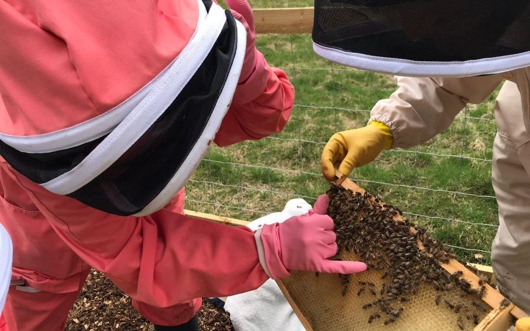 Bannockburn House begins beekeeping journey
