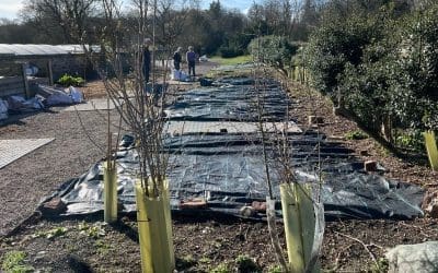 At last the rain has come – News From Bannockburn House Gardens
