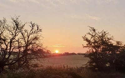 Riches from the Garden – News From Bannockburn House Gardens