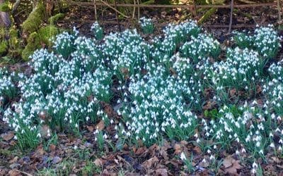 Winter’s End & Spring’s Beginning