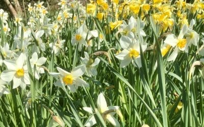 March Brings Breezes Loud and Shrill, Stirs the Dancing Daffodil