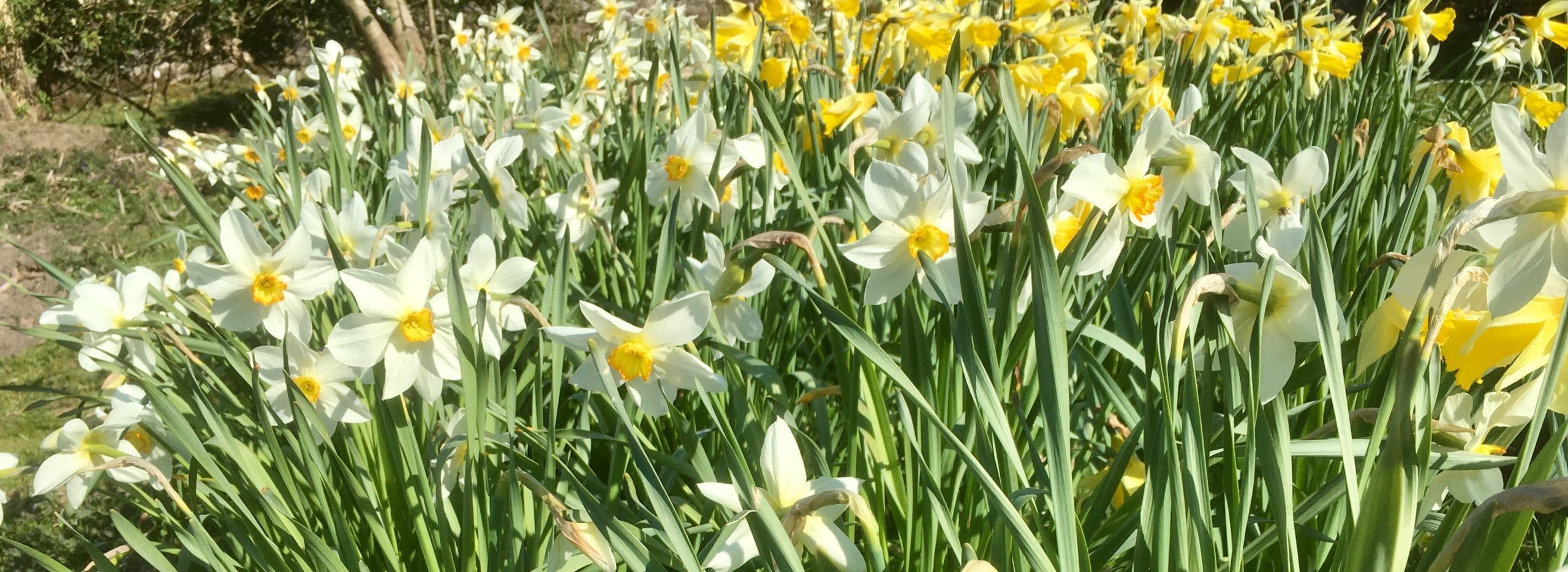 Patch of Daffodils